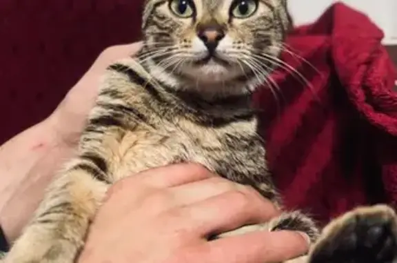 Найдена кошка, Севастополь, фото: Кошка найдена: ул. Ефремова 26, Севастополь