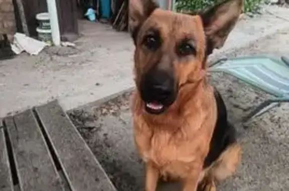 Пропала собака, Душевный пер., 10, Ростов