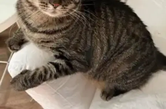 Пропала серая кошка, СПб, 1 глаз