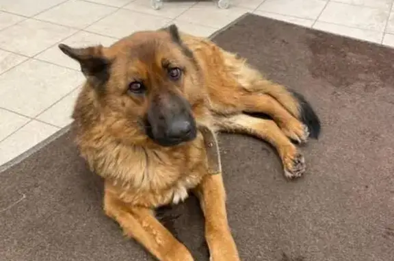 Собаки потеряшки, Йошкар-Ола, фото: Потеряшка собака, ул. Героев Сталинграда, 87