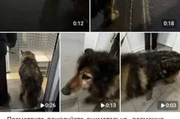 Найдена собака, Казань, фото: Собака найдена: Оренбургский тракт, Казань