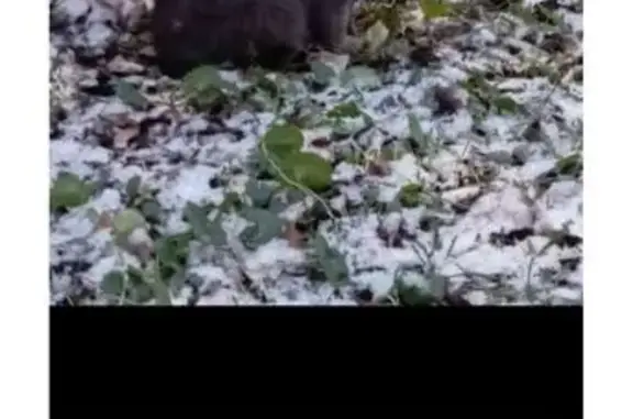 Найдена кошка, Москва, фото: Кошка найдена на 3-й проезд Марьиной Рощи