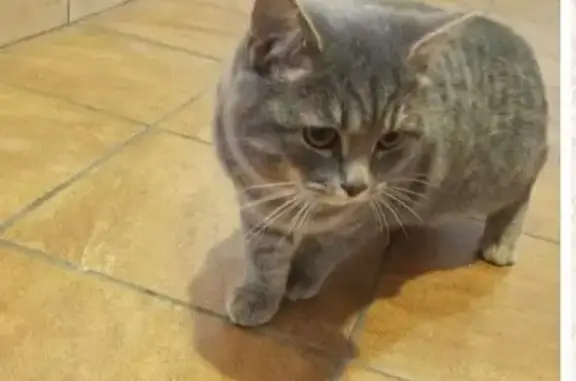 Найдена кошка, Москва, фото: Кошка найдена на Люблинской улице, Москва