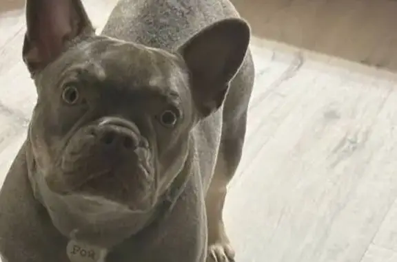 Пропала собака, ул. Гидростроителей 63, Краснодар