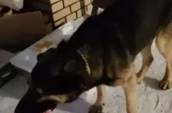 Найдена собака, Иркутск, фото: Найдена собака, ул. Щапова, Иркутск