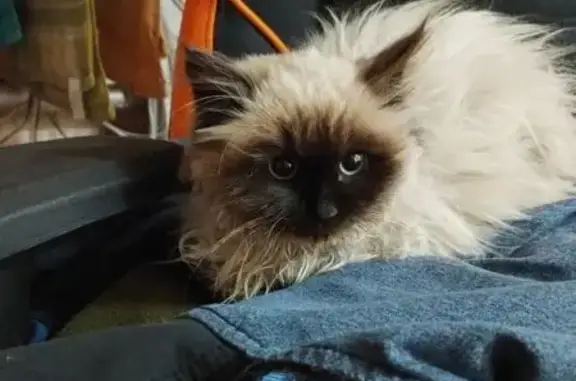 Найденные животные Барнаул, фото: Сиамская кошка найдена, Водопроводная ул.