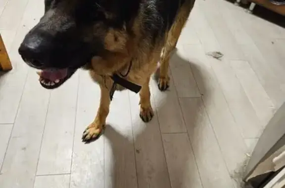 Найдена собака, Краснодар, фото: Найдена собака: 5-я Дорожная, Краснодар