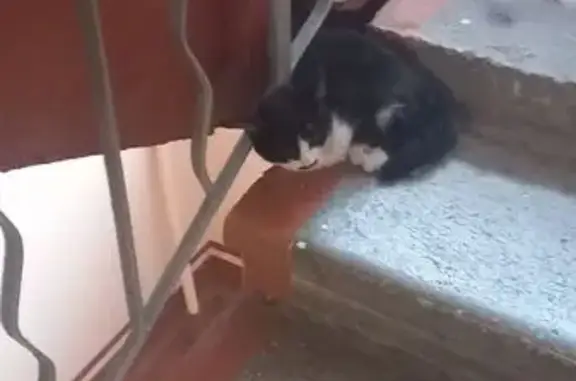 Найдена кошка, Красноярск, фото: Кошка найдена: ул. Энергетиков, 20, Крск