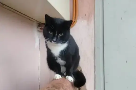 Найдена кошка, Чебоксары, фото: Кошка найдена, ул. Ленинского Комсомола 25