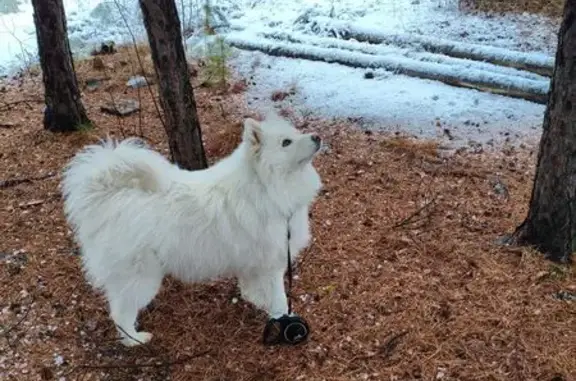 Пропала самоедская собака, СНТ Ротор