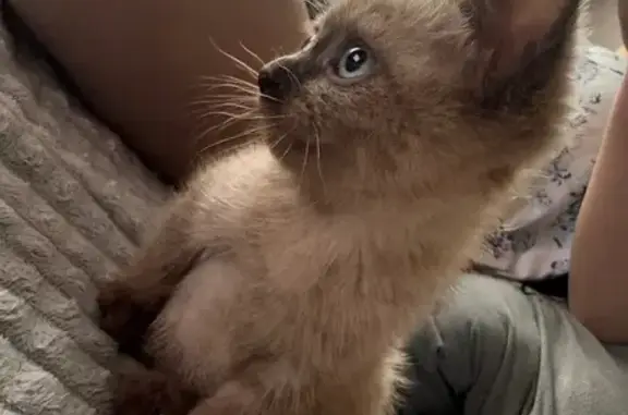 Кошки потеряшки, Пенза, фото: Потеряшка сиамская кошка, ул. Попова, 44