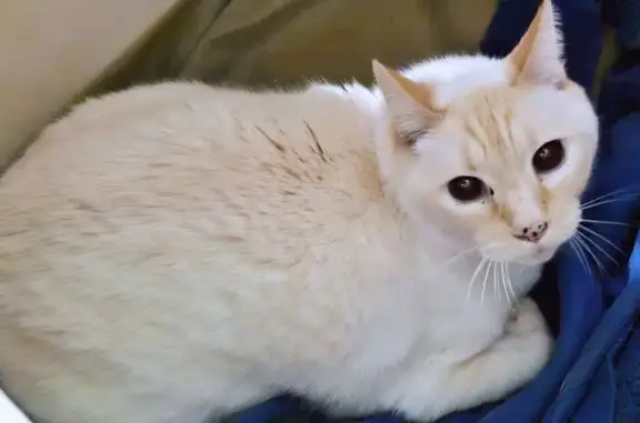 Найдена кошка, Санкт-Петербург, фото: Кошка найдена у Бутлерова, 32, СПб