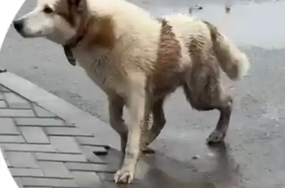 Пропала лайка, Йошкар-Ола, Комсомольская