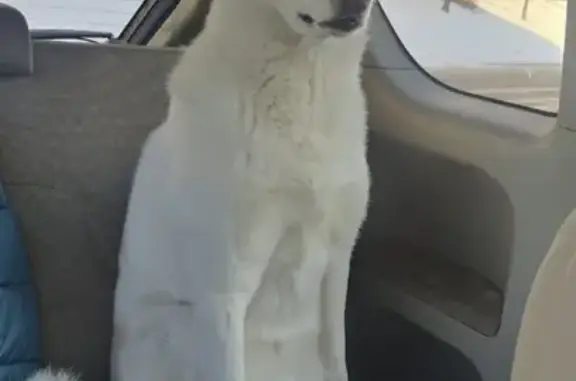 Найдена собака, Хабаровск, фото: Собака найдена: ул. Ленина, 54, Хабаровск