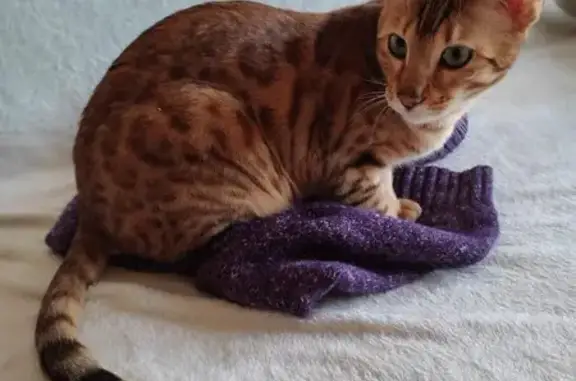 Кошки потеряшки, Нижний Новгород, фото: Потеряшка кошка, ул. Карла Маркса 2, Богородск