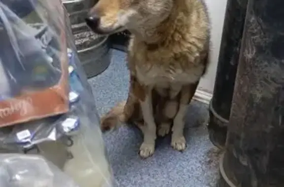 Найдена собака, Екатеринбург, фото: Собака найдена у Красных Командиров, 27