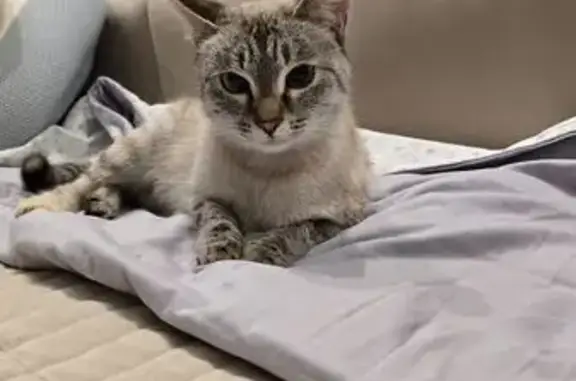 Найдена кошка, Самара, фото: Найдена кошка, ул. Гагарина, 15, Самара