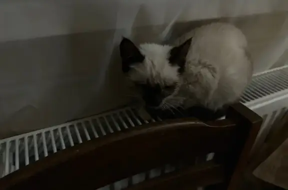 Кошка пропала: Пионерская 5, Спас-Деменск