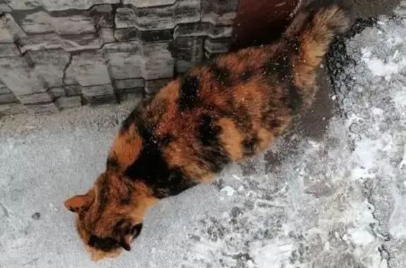 Найденные животные Барнаул, фото: Кошка найдена у Телефонной, 38, Барнаул