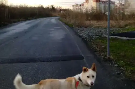 Пропала собака, Полевой пр., 2А/2, Среднеуральск