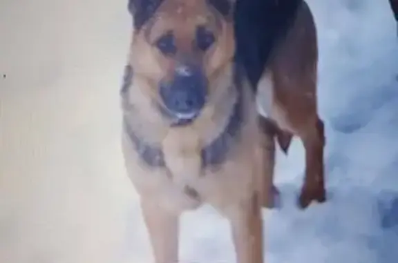 Пропала овчарка Кира, ул. Свердлова, 128