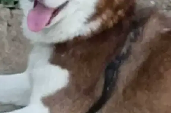 Собаки потеряшки, Домодедово, фото: Потеряшка хаски Хатика, Домодедово, МО