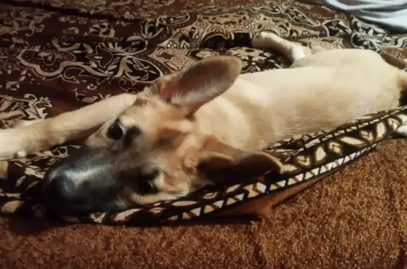 Пропала собака, ул. Строителей 13, Златоуст