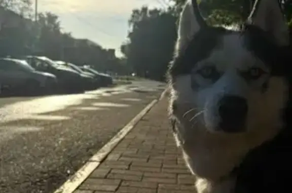 Пропала собака, Омск, Центр. ул., 36