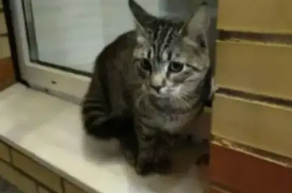 Пропала кошка, ул. Приборостроителей, 1А