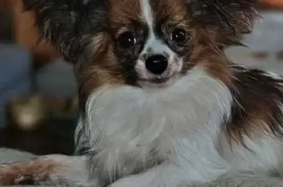 Пропала собака в Щёкино, Тульская область