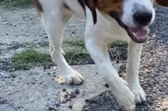 Пропала собака, Открытая ул., 7, Богушёвка