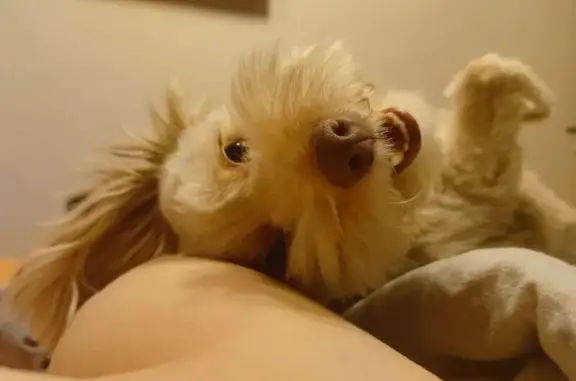 Пропала собака в Пристанном, Саратовская обл.