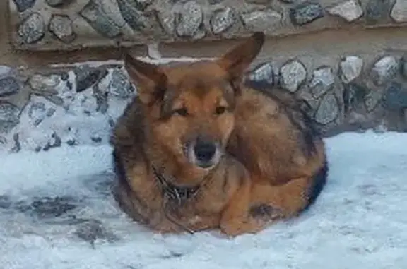 Собака найдена: ул. Горького, 3, Тюмень