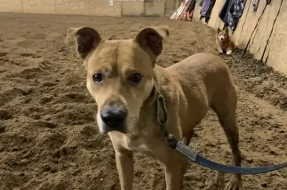 Найдена собака, Коммунар, фото: Найдена собака, Антропшино, Станционная 2Б