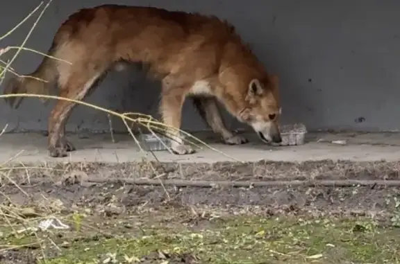 Найдена собака, Санкт-Петербург, фото: Найдена собака, Шушары, Витебский пр.