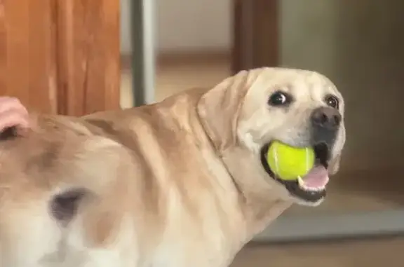 Найден лабрадор, ул. Генерала Шифрина, Краснодар