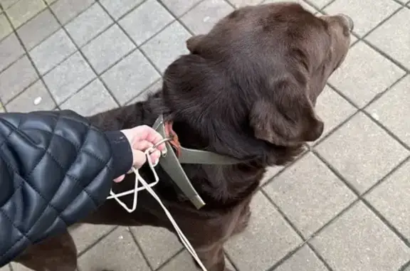 Найдена собака, Краснодар, фото: Собака найдена, Шоссейная 5/3, Сочи