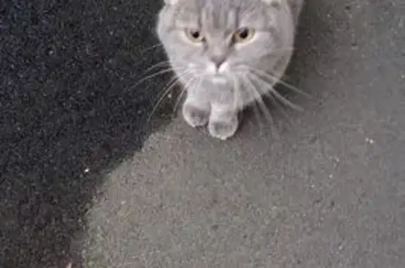 Найденные животные Петрозаводск, фото: Кошка найдена: Шотмана, 34Д, Петрозаводск