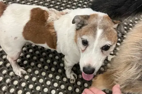 Найдена собака, Москва, фото: Собака найдена: Кировоградский проезд, Москва