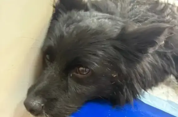 Найдена собака, Краснодар, фото: Собака найдена: ул. Некрасова 36, Краснодар