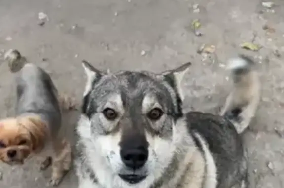 Пропала собака, пр. Мира, Омск