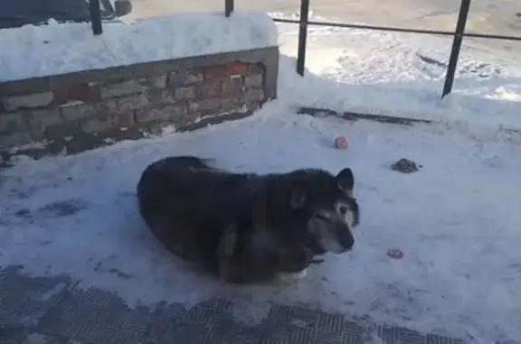 Найдена собака, Томск, фото: Найдена собака, ул. Яковлева 35, Томск