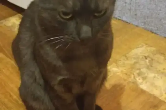 Пропала кошка, Прямая ул., 7, Сальск