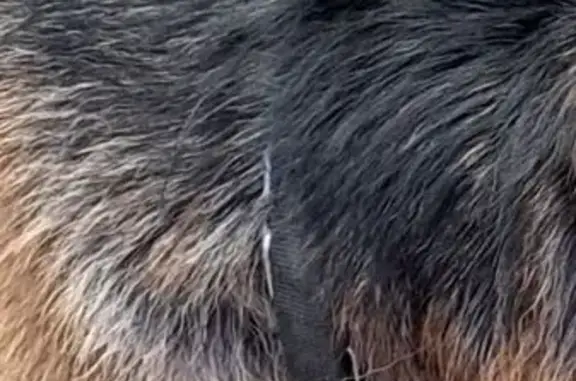 Найдена собака, Ярославль, фото: Овчарка найдена на пр. Фрунзе, Ярославль