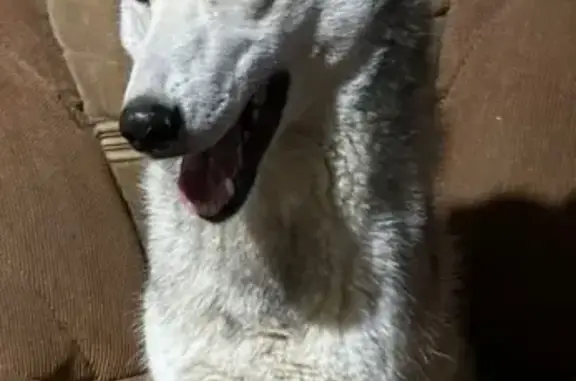 Объявления о пропавших и найденных животных, Пермь, фото: Пропала собака на Юбилейной, 19, Чернушка