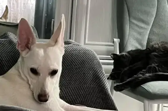 Пропала собака: ул. Гагарина, Балашиха