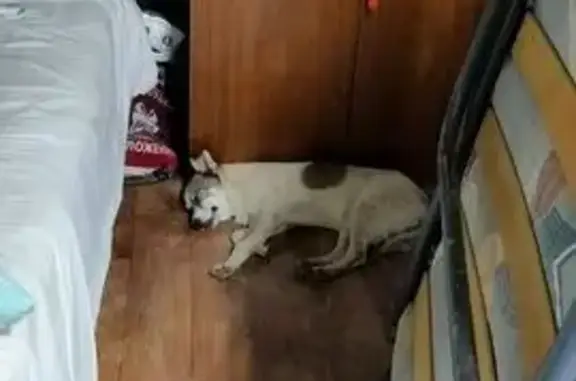 Пропала собака Жуля, Поздново, МО