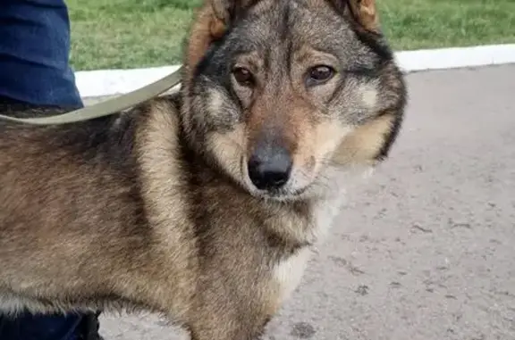 Найдена собака, Воронеж, фото: Собака найдена, ул. Героев Революции, Воронеж