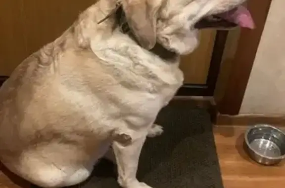 Найдена собака, Москва, фото: Лабрадор найден на Варшавском шоссе, Москва