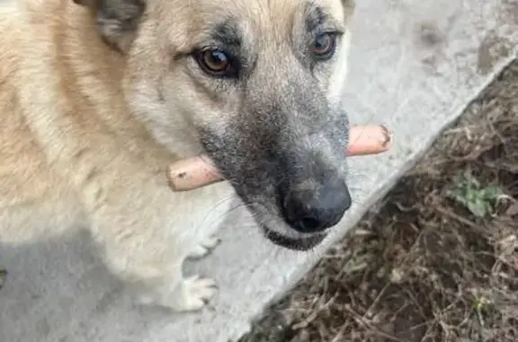 Собаки потеряшки, Уфа, фото: Потеряшка собака, Уфа, Кемеровская 82